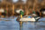 Power Shaker Motion Decoys Power Shaker Motion Decoys