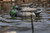 Topflight Backwater Mallards Topflight Backwater Mallards
