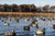 Topflight Backwater Mallards Topflight Backwater Mallards