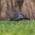 LCD Feeder Hen LCD Feeder Hen