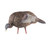 LCD Feeder Hen LCD Feeder Hen
