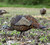 LCD Feeder Hen LCD Feeder Hen