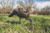 Thunder Chick™  Feeder Thunder Chick™  Feeder