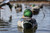 Topflight Mallards - Sleeper-Preener Pack Topflight Mallards - Sleeper-Preener Pack