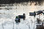 Topflight Mallards - Sleeper-Preener Pack Topflight Mallards - Sleeper-Preener Pack