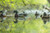 Topflight Wood Ducks Topflight Wood Ducks