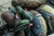 Topflight Wood Ducks Topflight Wood Ducks