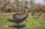 Thunder Chick™  Upright Thunder Chick™  Upright