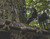 Tactical Trio Tree Hook Tactical Trio Tree Hook