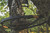 Cruzr  Hang-On Cruzr  Hang-On