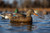 Topflight Fusion Mallards Topflight Fusion Mallards