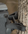 Mega Combat Hang-On Mega Combat Hang-On