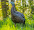 HDR Hen HDR Hen