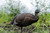 Thunder Chick™ Breeder Thunder Chick™ Breeder