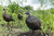 Thunder Chick™ Breeder Thunder Chick™ Breeder
