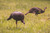 HDR Feeding Hen HDR Feeding Hen