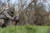 HDR Feeding Hen HDR Feeding Hen