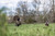 HDR Feeding Hen HDR Feeding Hen