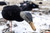 AXF Flocked Full Body Black Ducks: Fusion Pack AXF Flocked Full Body Black Ducks: Fusion Pack