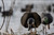 AXF Flocked Full Body Black Ducks: Fusion Pack AXF Flocked Full Body Black Ducks: Fusion Pack