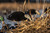AXF Flocked Full Body Black Ducks: Fusion Pack AXF Flocked Full Body Black Ducks: Fusion Pack
