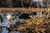 AXF Flocked Full Body Black Ducks: Fusion Pack AXF Flocked Full Body Black Ducks: Fusion Pack