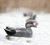 Topflight Gadwall Topflight Gadwall