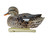 Topflight Gadwall Topflight Gadwall