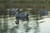 Topflight Gadwall Topflight Gadwall