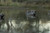 Topflight Gadwall Topflight Gadwall