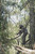HAWK RIVAL MICRO HANG ON Strap on tree HAWK RIVAL MICRO HANG ON Strap on tree