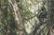 HAWK RIVAL MICRO HANG ON Strap on tree HAWK RIVAL MICRO HANG ON Strap on tree