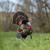 HDR Strutter HDR Strutter