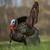 HDR Strutter HDR Strutter