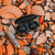 Suppressor Bluetooth Earbuds Suppressor Bluetooth Earbuds