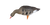 AXP Specklebelly: Fusion Pack