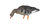 AXP Specklebelly: Fusion Pack