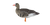 AXP Specklebelly: Fusion Pack