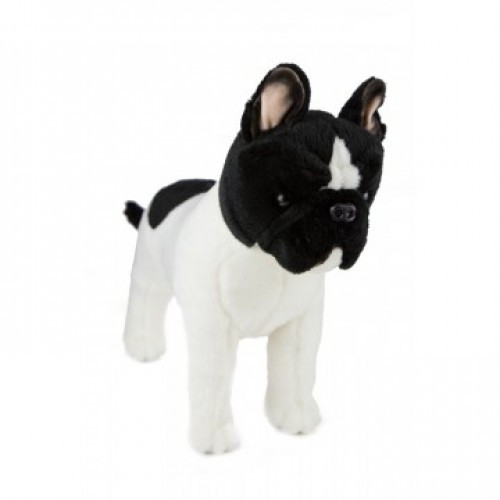 Bocchetta Walter French Bulldog