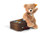 Steiff Fynn Teddy Bear in Suitcase 111471