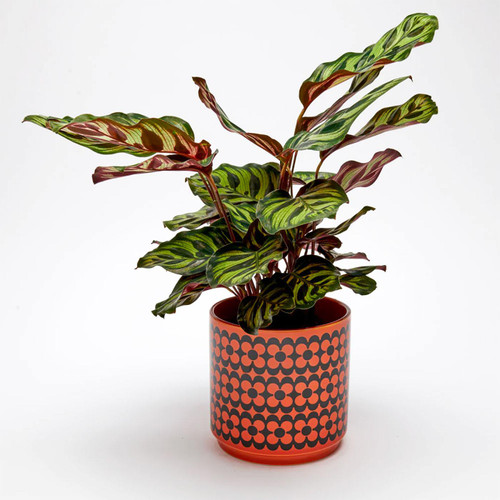 Magpie x Hornsea Repeat Flower Medium Planty Plant Pot in Orange 