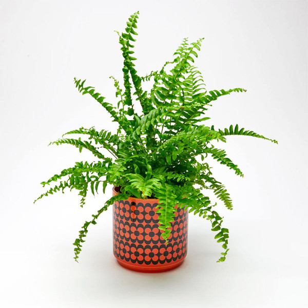 Magpie x Hornsea Retro 60s Repeat Flower Medium Planty Plant Pot in Orange 