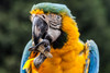 Wakefield Virginia Peanuts Inshell Animal Peanuts, 25 LBS (Macaw)