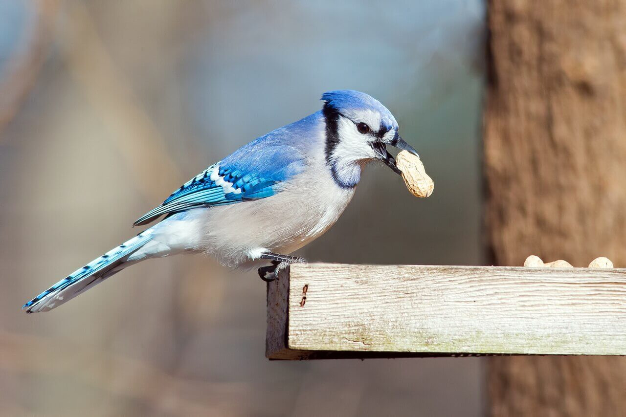 50 Lbs Total Raw Peanuts Bulk Nuts Blue Jays Cardinals Woodpeckers Parrots Doves Birds Pigs And A Wide Variety Of Wildlife Deer Virginia Peanuts Bulk Inshell Animal Peanuts For Squirrels Squirrels Surclima Patio Lawn Garden