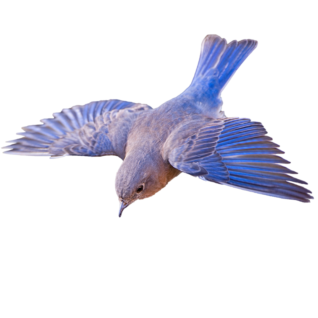 Bluebird in Flight