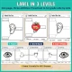 Label the ear, eye, nose, mouth and hand in 3 levels: trace, word bank and cut and paste.