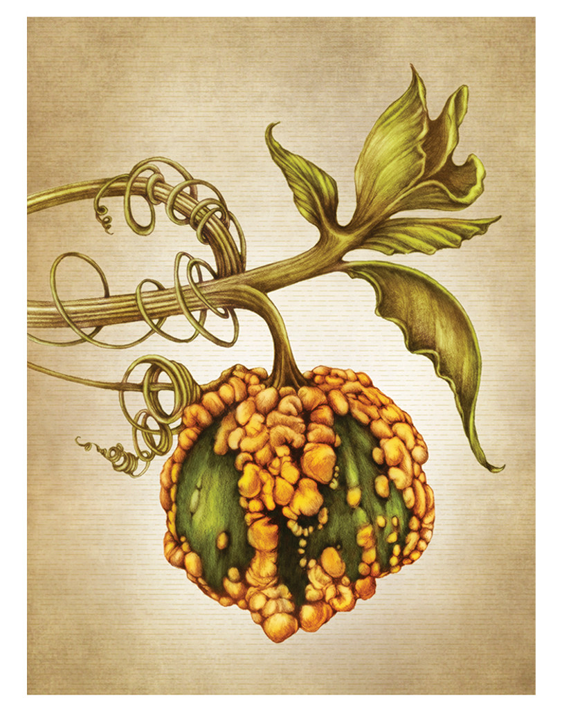 Note Cards: Gourds