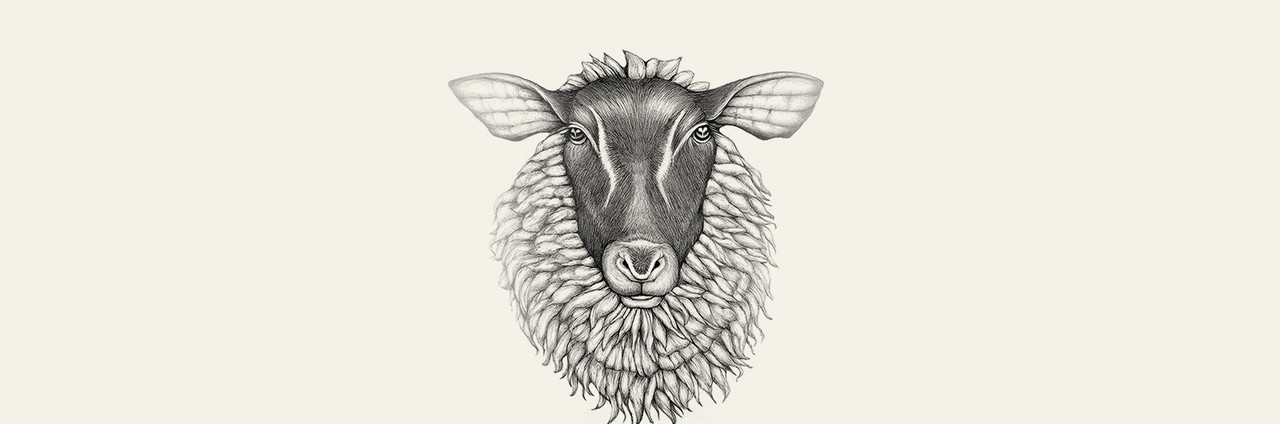 Suffolk Sheep