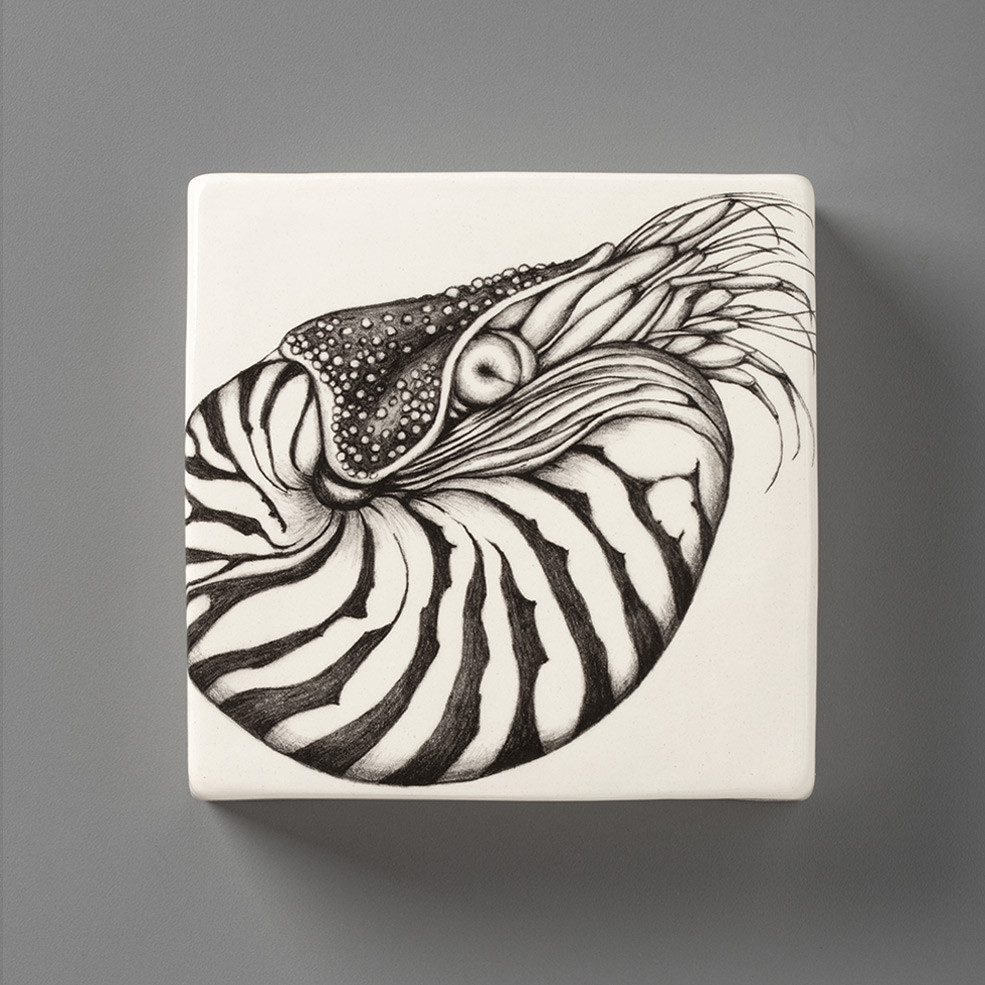 Wall Box: Nautilus Shell - Laura Zindel Design