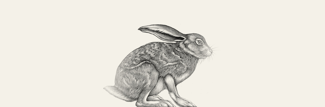 Hare